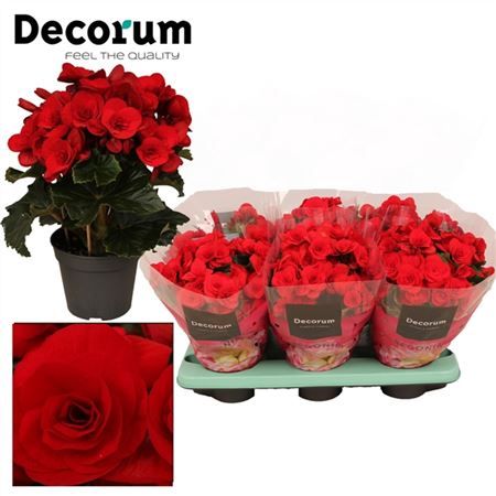 Горшечные цветы и растения оптом Begonia Baladin Red (decorum) от 6шт из Голландии с доставкой по России