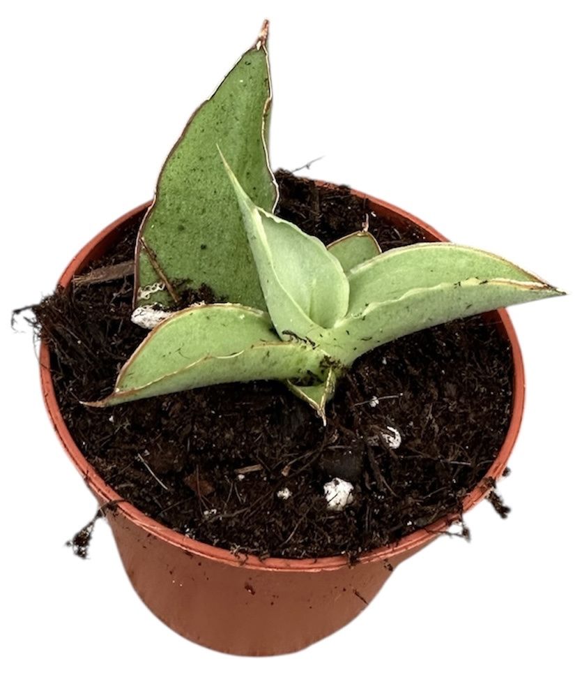 Горшечные цветы и растения оптом Sansevieria Swan Dancer от 1шт (для телеги) из Голландии с доставкой по России