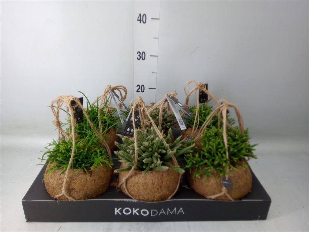 Горшечные цветы и растения оптом Rhipsalis   ...mix от 6шт из Голландии с доставкой по России