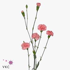Срезанные цветы оптом Dianthus sp montana от 500шт из Голландии с доставкой по России Срезанные цветы оптом Dianthus sp montana от 500шт из Голландии с доставкой по России