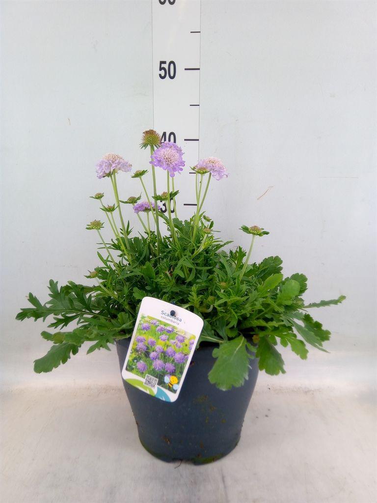 Горшечные цветы и растения оптом Scabiosa Columb. от 1шт из Голландии с доставкой по России