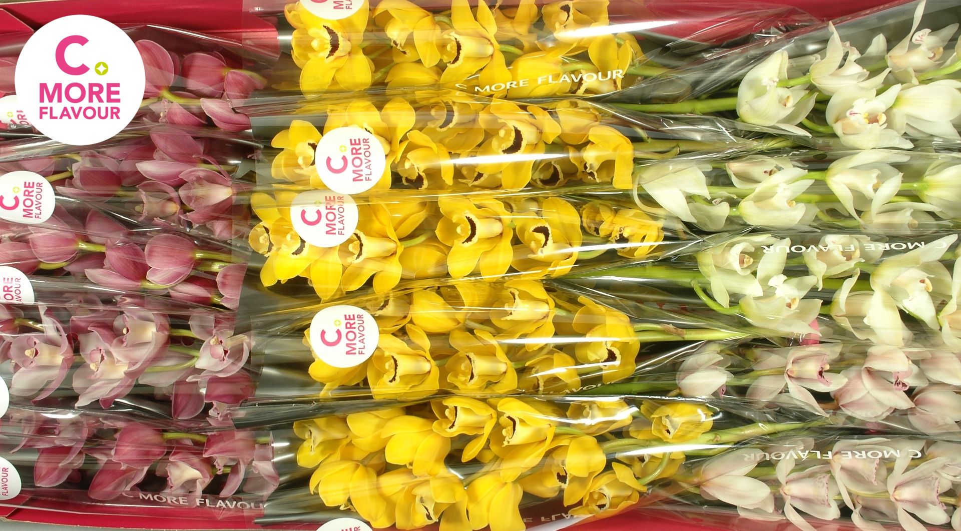 Срезанные цветы оптом Minicymbidium mix easter от 6шт. из Голландии с доставкой по России