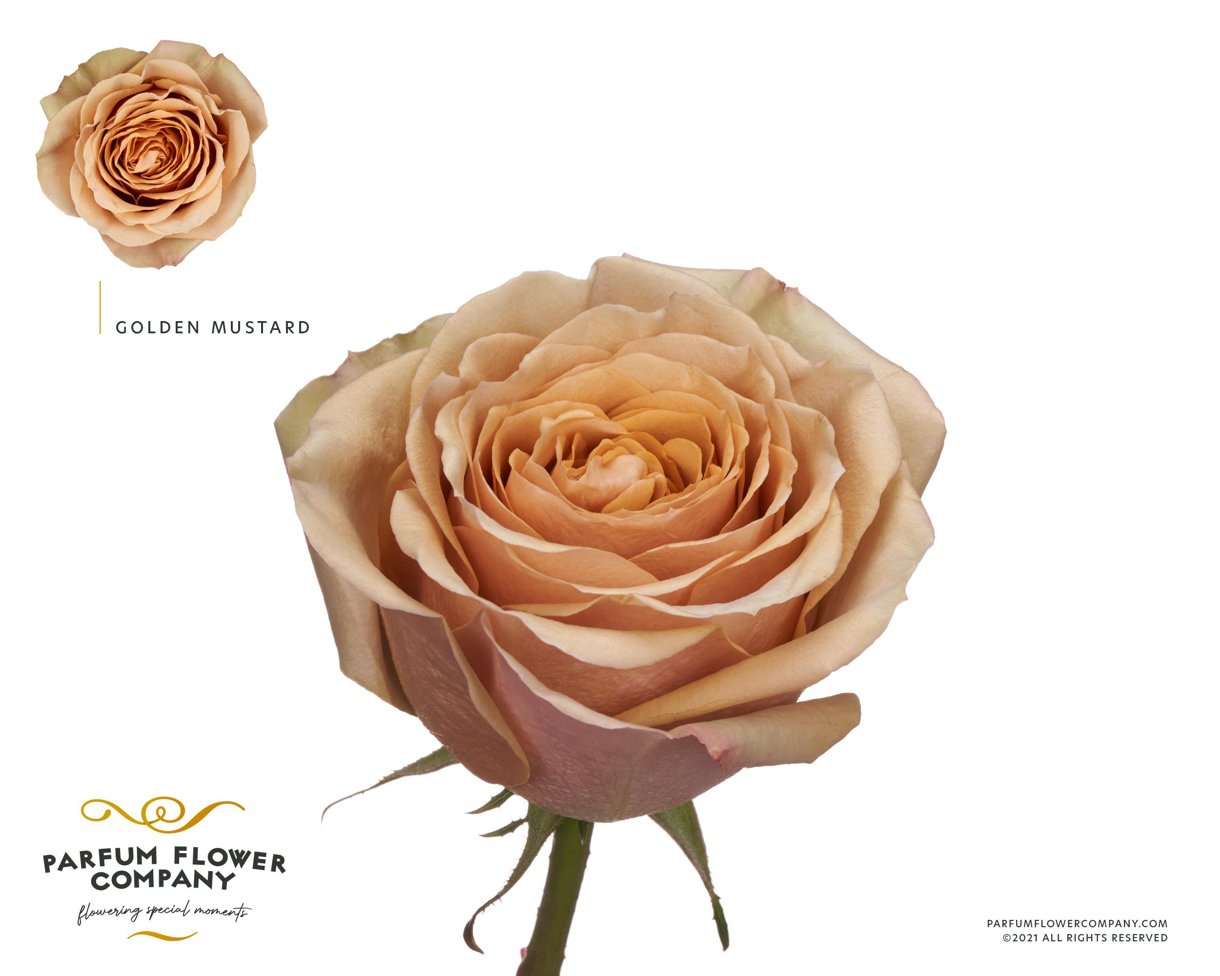 Срезанные цветы оптом Rosa garden golden mustard от 24шт. из Голландии с доставкой по России