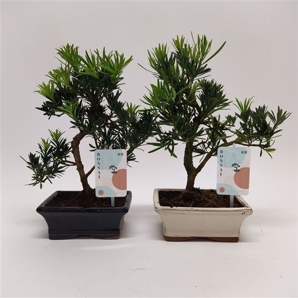 Горшечные цветы и растения оптом Bonsai Podocarpus от 8шт из Голландии с доставкой по России