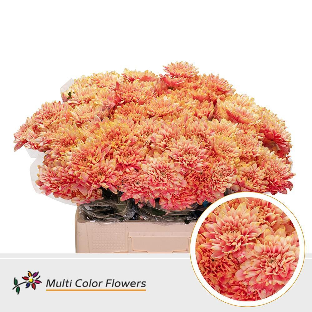 Срезанные цветы оптом Chrys sp paint baltica sunset от 40шт из Голландии с доставкой по России