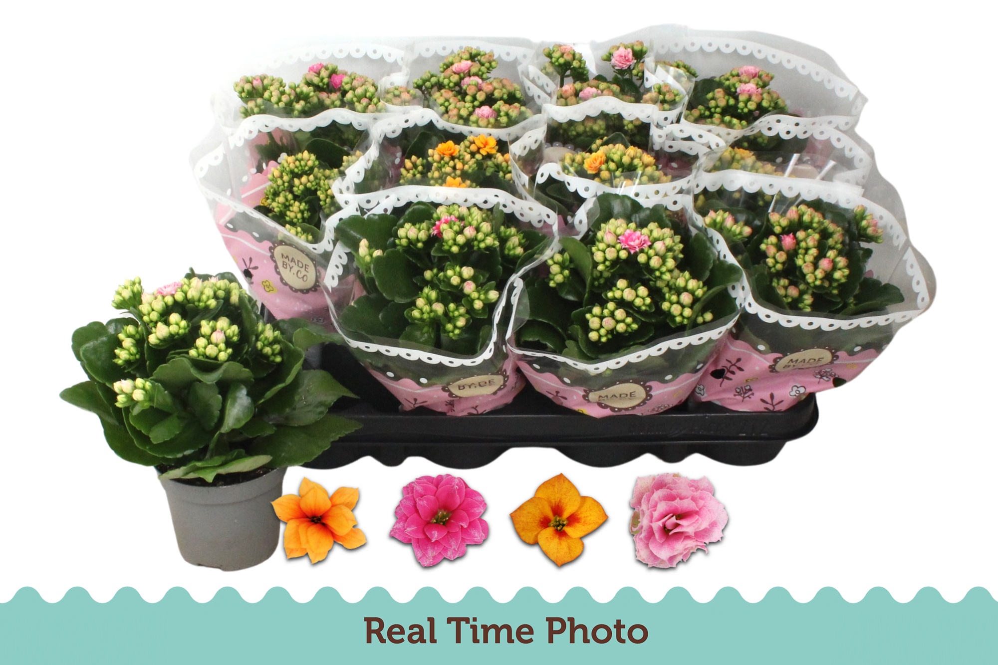 Горшечные цветы и растения оптом Kal Ge Gem Tweekl Bl от 12шт (для телеги) из Голландии с доставкой по России