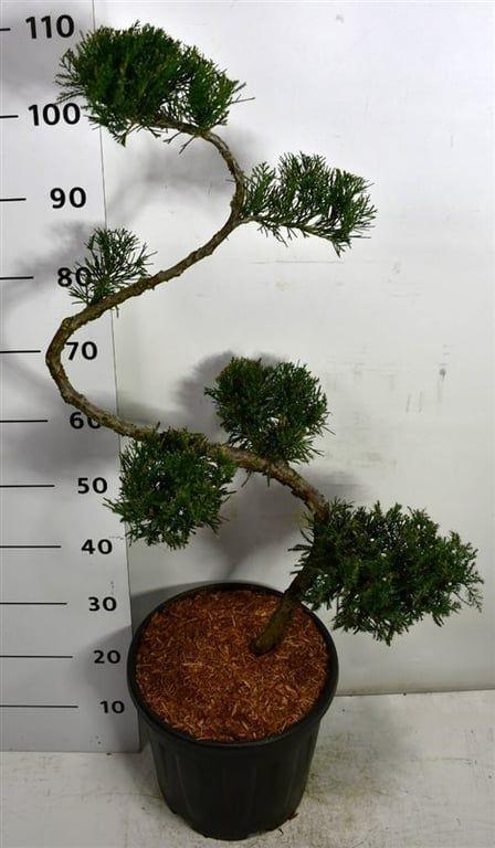Горшечные цветы и растения оптом Juniperus Pfitz Mint Julep от 1шт из Голландии с доставкой по России