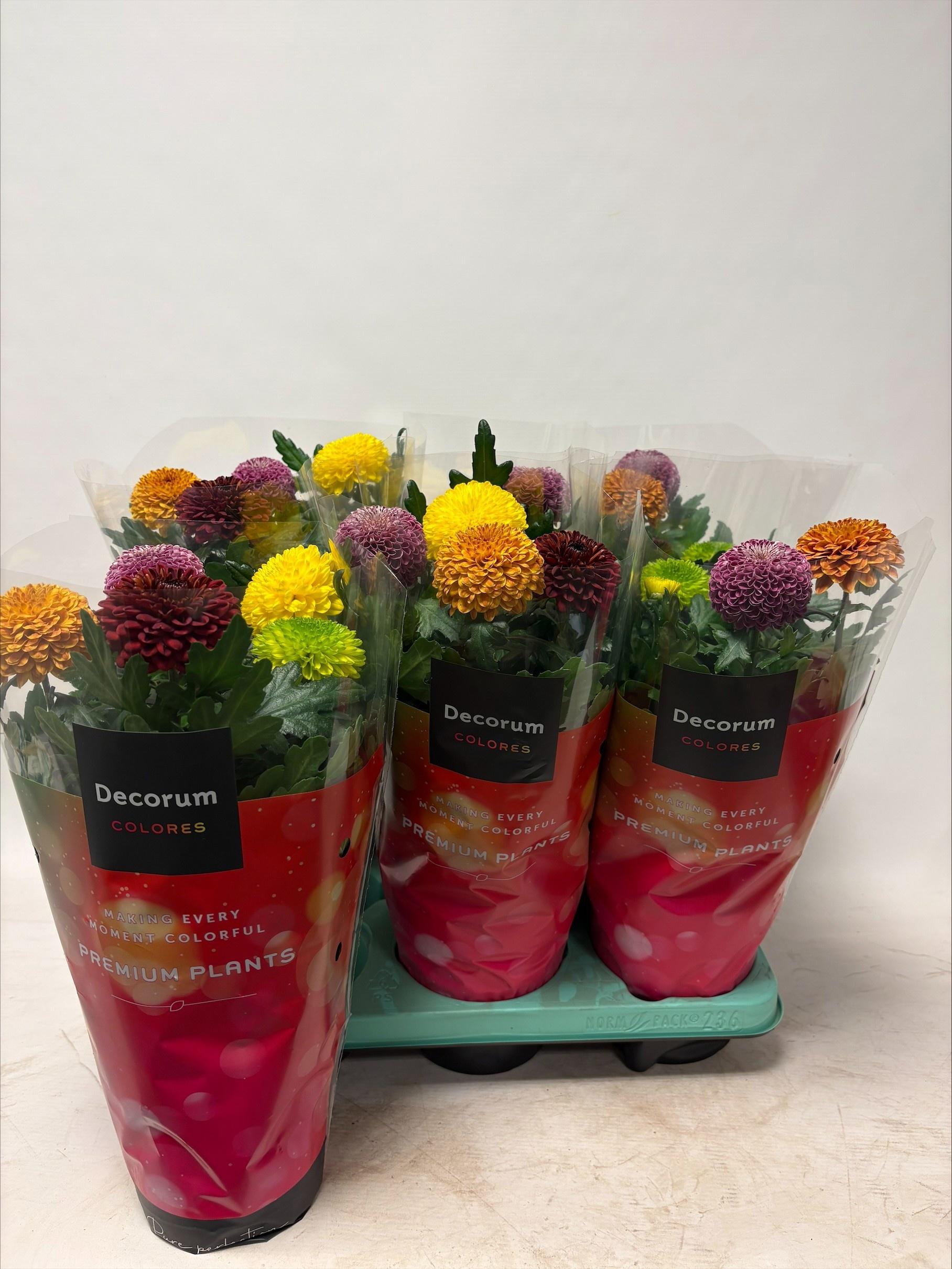 Горшечные цветы и растения оптом Chrys Fp Gem In Pot от 6шт из Голландии с доставкой по России