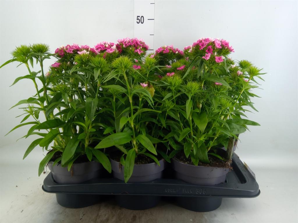 Горшечные цветы и растения оптом Dianthus   ... от 6шт из Голландии с доставкой по России