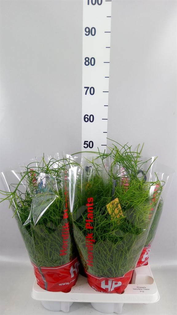 Горшечные цветы и растения оптом Rhipsalis Baccifera oasis от 4шт из Голландии с доставкой по России