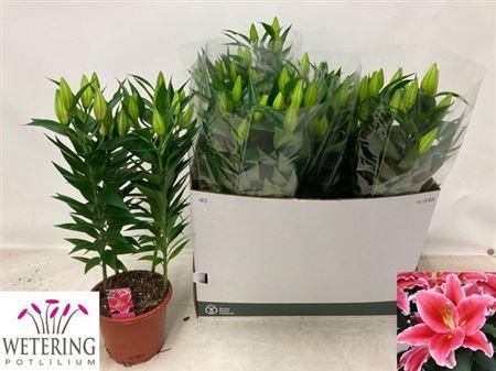 Горшечные цветы и растения оптом Lil Or After Eight 4pp от 5шт из Голландии с доставкой по России