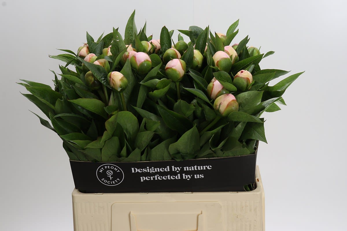Срезанные цветы оптом Paeonia pink vanguard от 40шт. из Голландии с доставкой по России