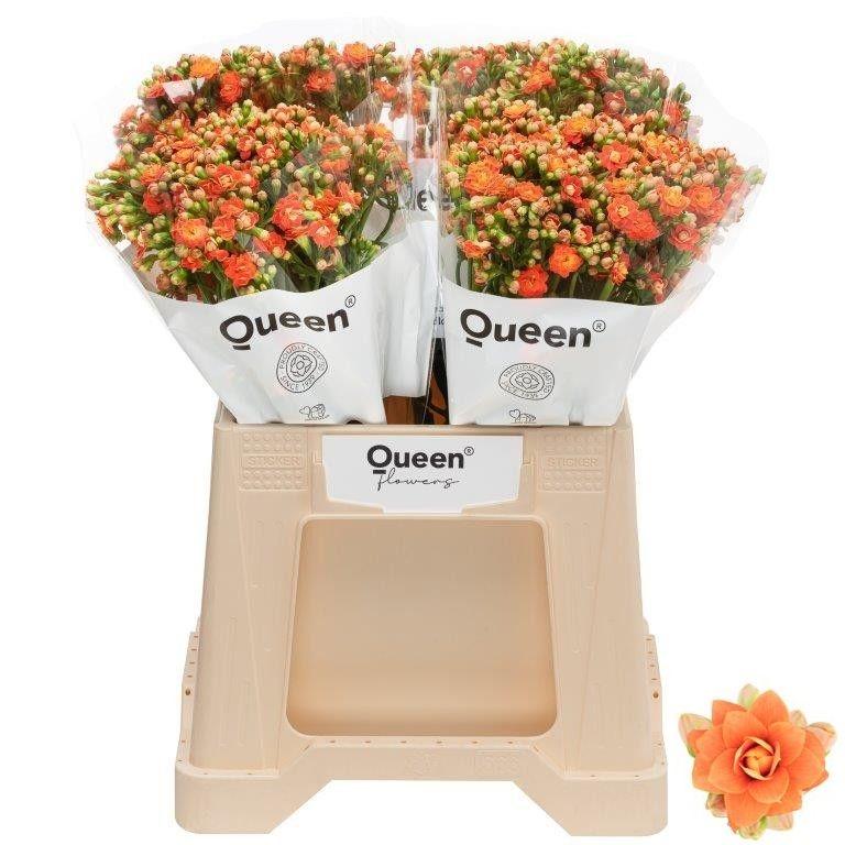 Срезанные цветы оптом Kalanchoe brilliant orange meadow от 20шт из Голландии с доставкой по России