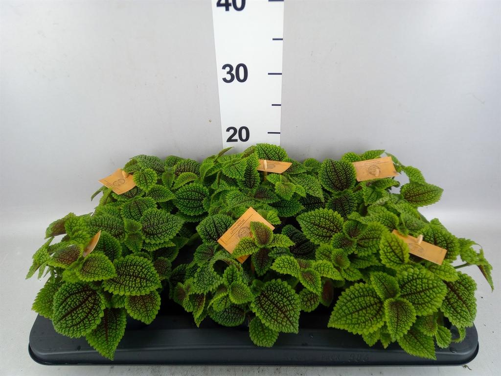 Горшечные цветы и растения оптом Pilea Mollis moon Valley от 6шт из Голландии с доставкой по России