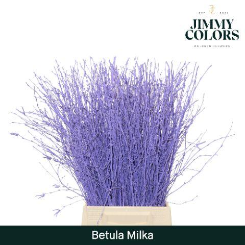 Срезанные цветы оптом Betula paint milka от 20шт из Голландии с доставкой по России