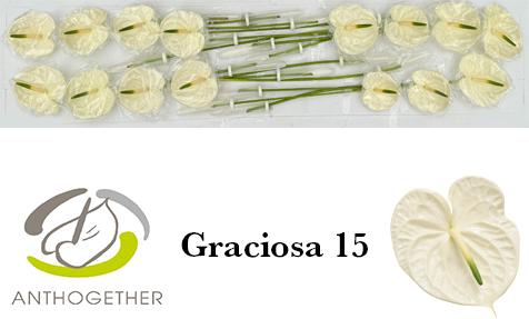 Срезанные цветы оптом Anthurium graciosa от 15шт из Голландии с доставкой по России