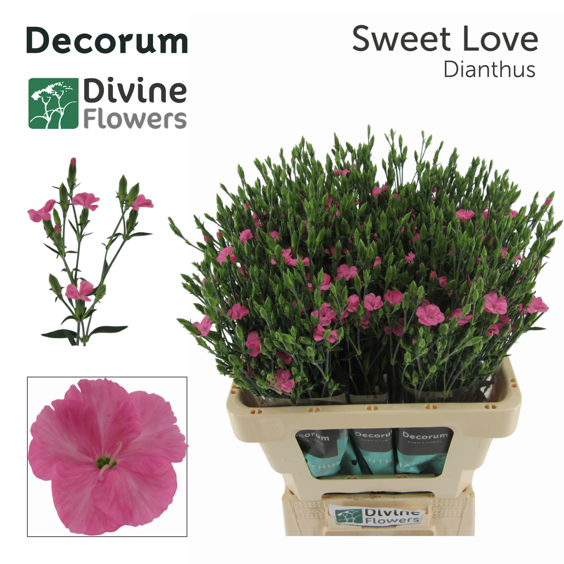 Срезанные цветы оптом Dianthus от 60шт. из Голландии с доставкой по России