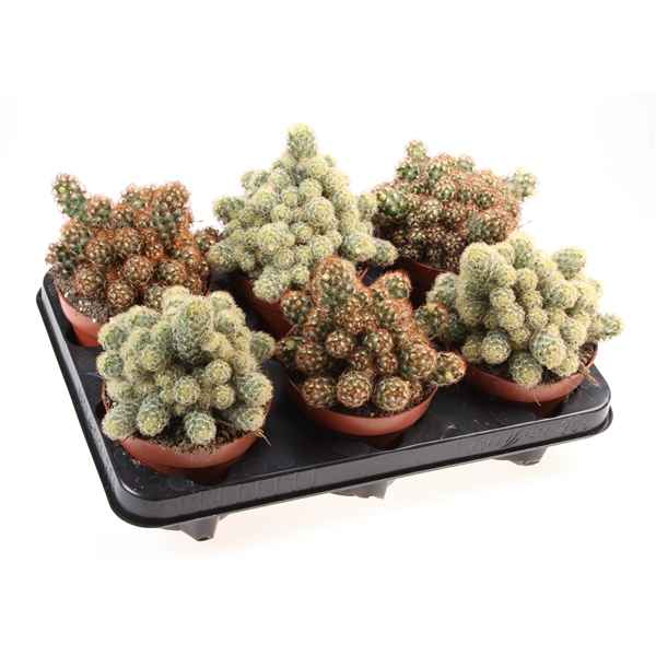 Горшечные цветы и растения оптом Cactus Elongata Mix от 6шт из Голландии с доставкой по России