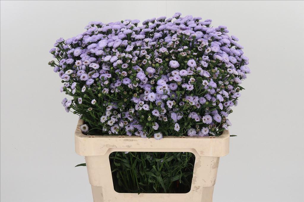 Срезанные цветы оптом Aster astee milka от 100шт из Голландии с доставкой по России