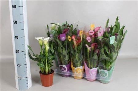 Горшечные цветы и растения оптом Zant Gem 4+ от 10шт из Голландии с доставкой по России