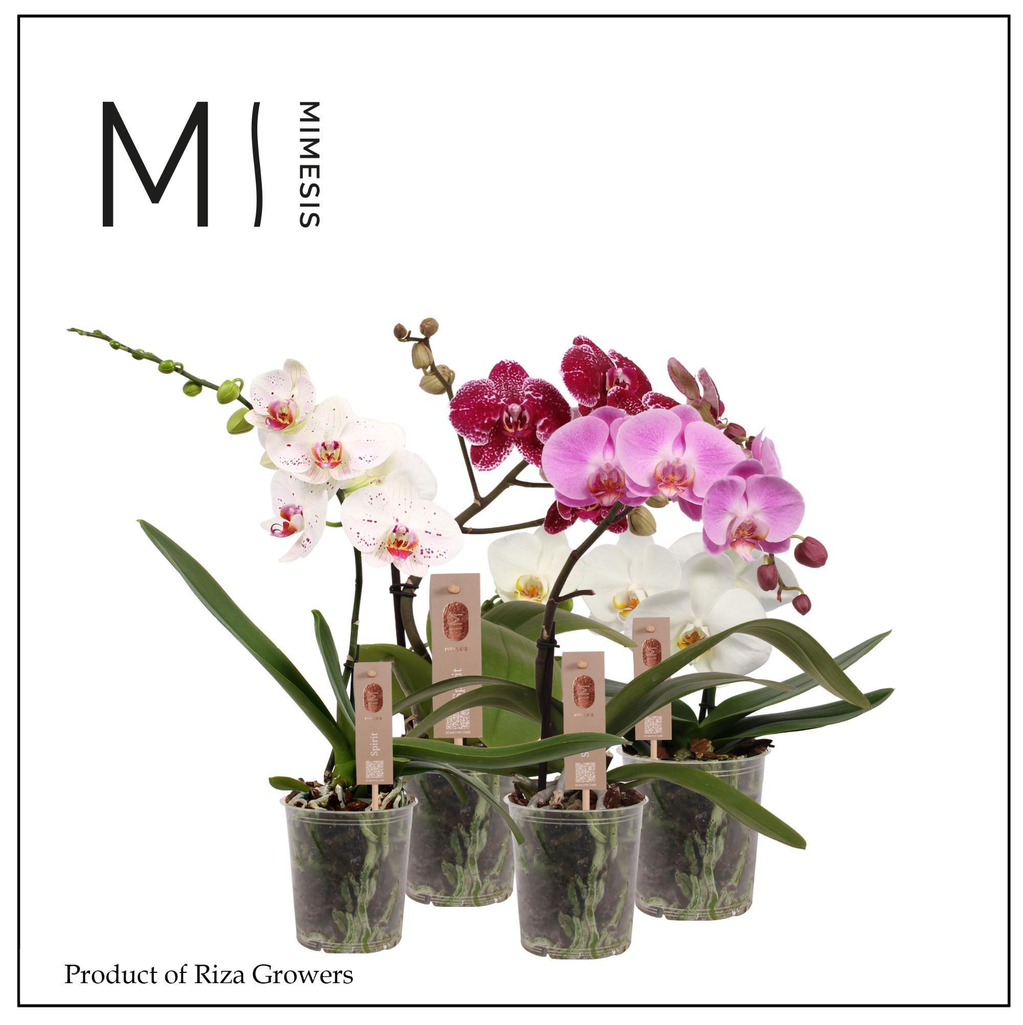 Горшечные цветы и растения оптом Phal 1st Spirit Mix (mimesis) от 6шт из Голландии с доставкой по России