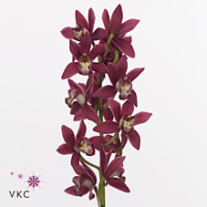 Срезанные цветы оптом Minicymbidium pink christmas от 4шт из Голландии с доставкой по России