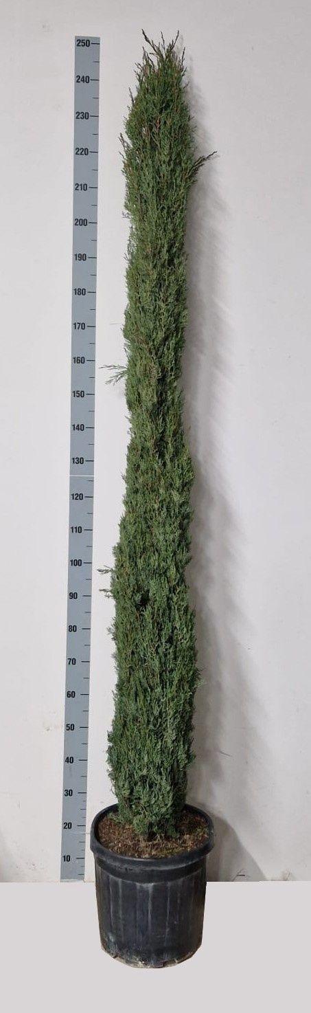 Горшечные цветы и растения оптом Cupres Sempervirens от 1шт из Голландии с доставкой по России