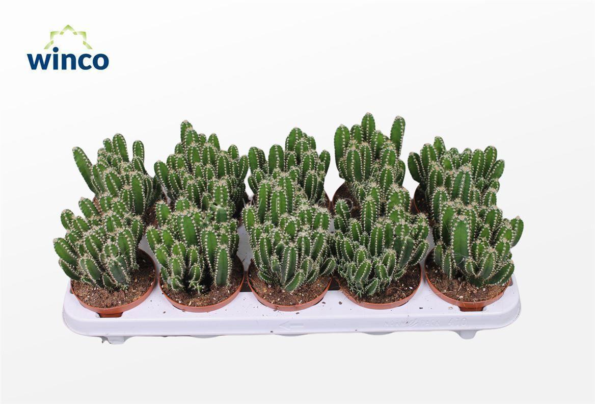 Горшечные цветы и растения оптом Cereus Peruvianus Florida от 10шт из Голландии с доставкой по России