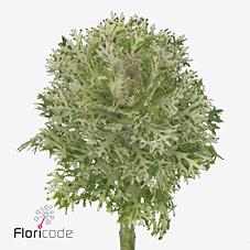 Срезанные цветы оптом Brassica crane king от 30шт из Голландии с доставкой по России Срезанные цветы оптом Brassica crane king от 30шт из Голландии с доставкой по России