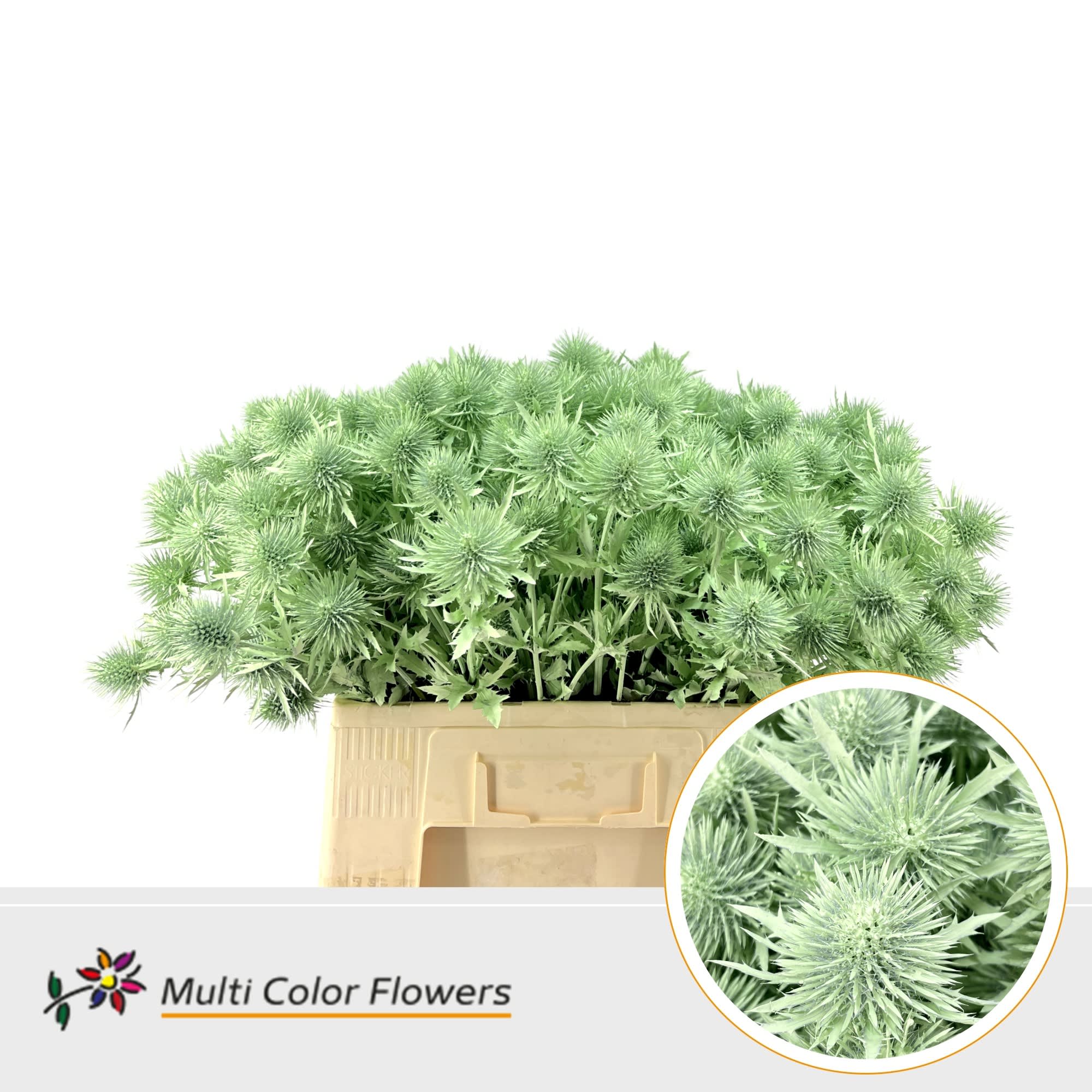 Срезанные цветы оптом Eryngium alpinum paint mintgreen от 50шт из Голландии с доставкой по России