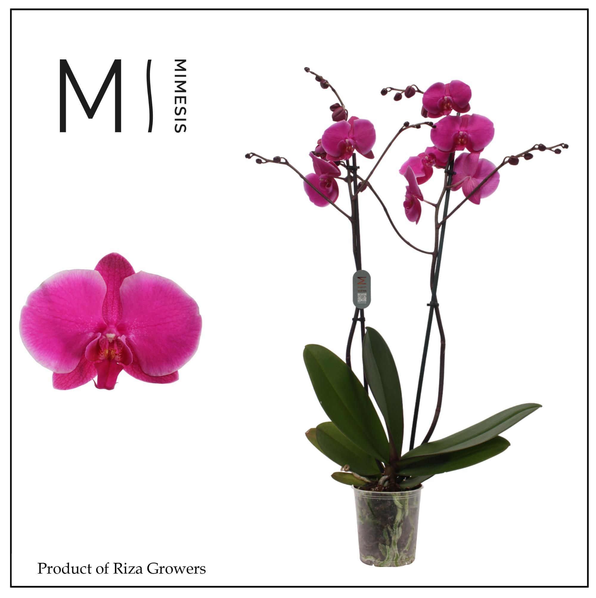 Горшечные цветы и растения оптом Phal 2st Johannesburg 16+ Mimesis (orchid Growers) от 10шт из Голландии с доставкой по России