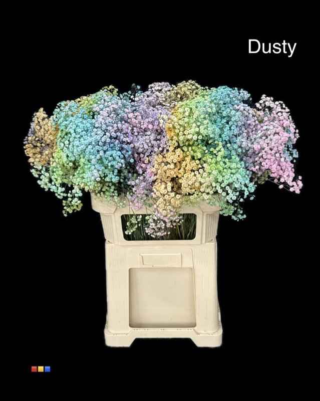 Срезанные цветы оптом Gyps large paint dusty rainbow от 50шт из Голландии с доставкой по России