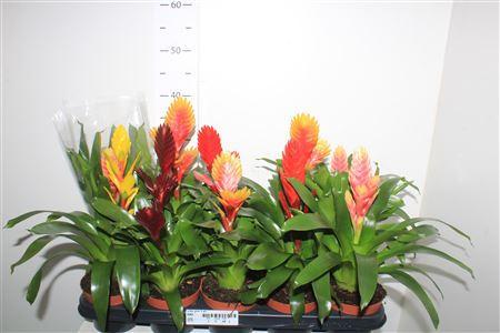 Горшечные цветы и растения оптом Vries Gem 5 Srt от 10шт из Голландии с доставкой по России