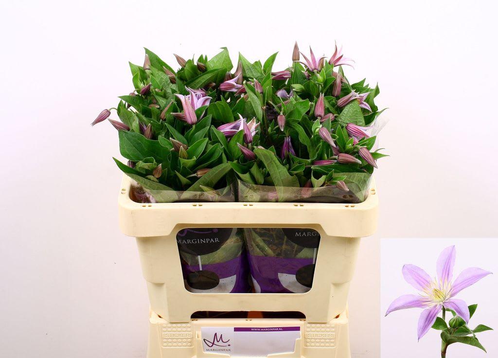 Срезанные цветы оптом Clematis star river от 40шт из Голландии с доставкой по России