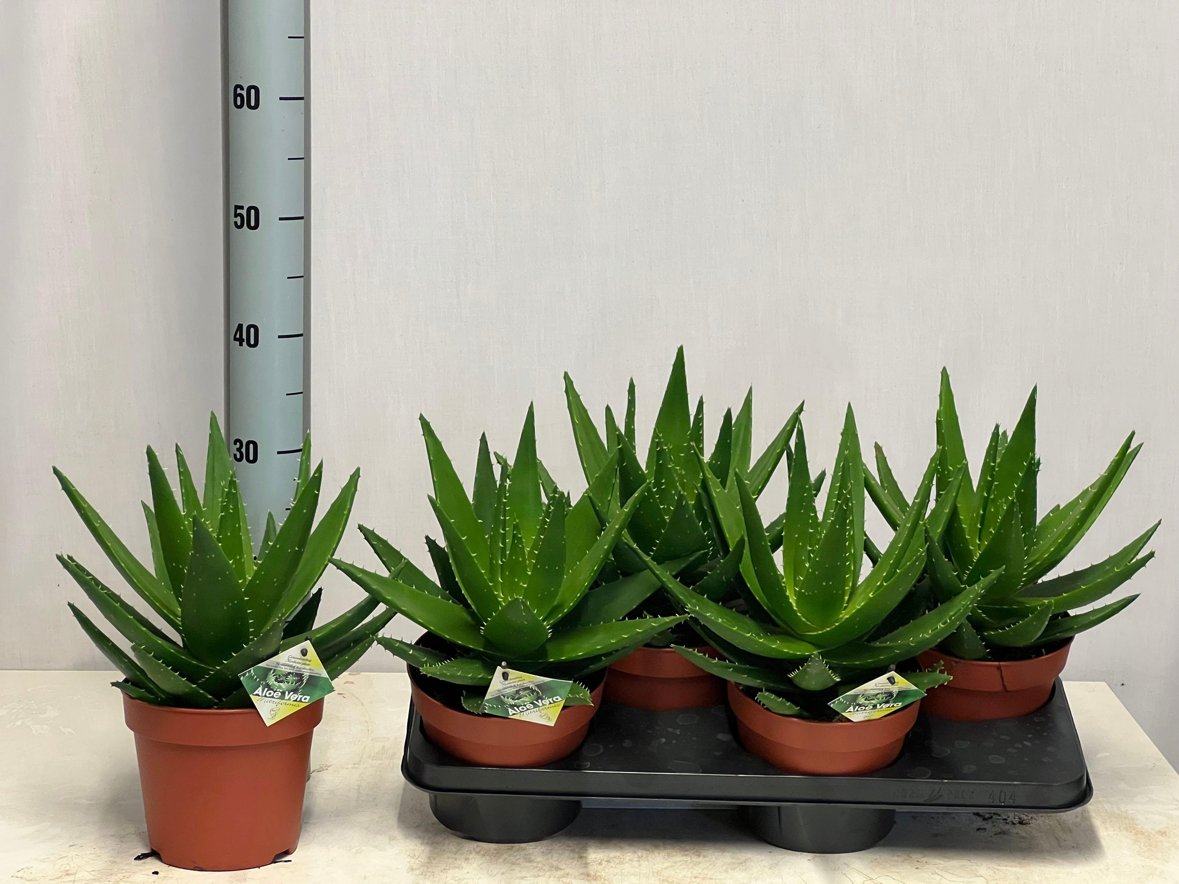 Горшечные цветы и растения оптом Aloe Perfoliata от 4шт из Голландии с доставкой по России