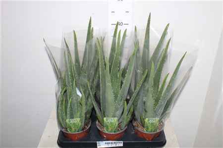 Горшечные цветы и растения оптом Aloe Vera 14cm Pot от 6шт из Голландии с доставкой по России