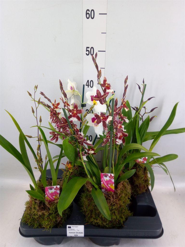 Горшечные цветы и растения оптом Orchideeen   ... от 4шт из Голландии с доставкой по России