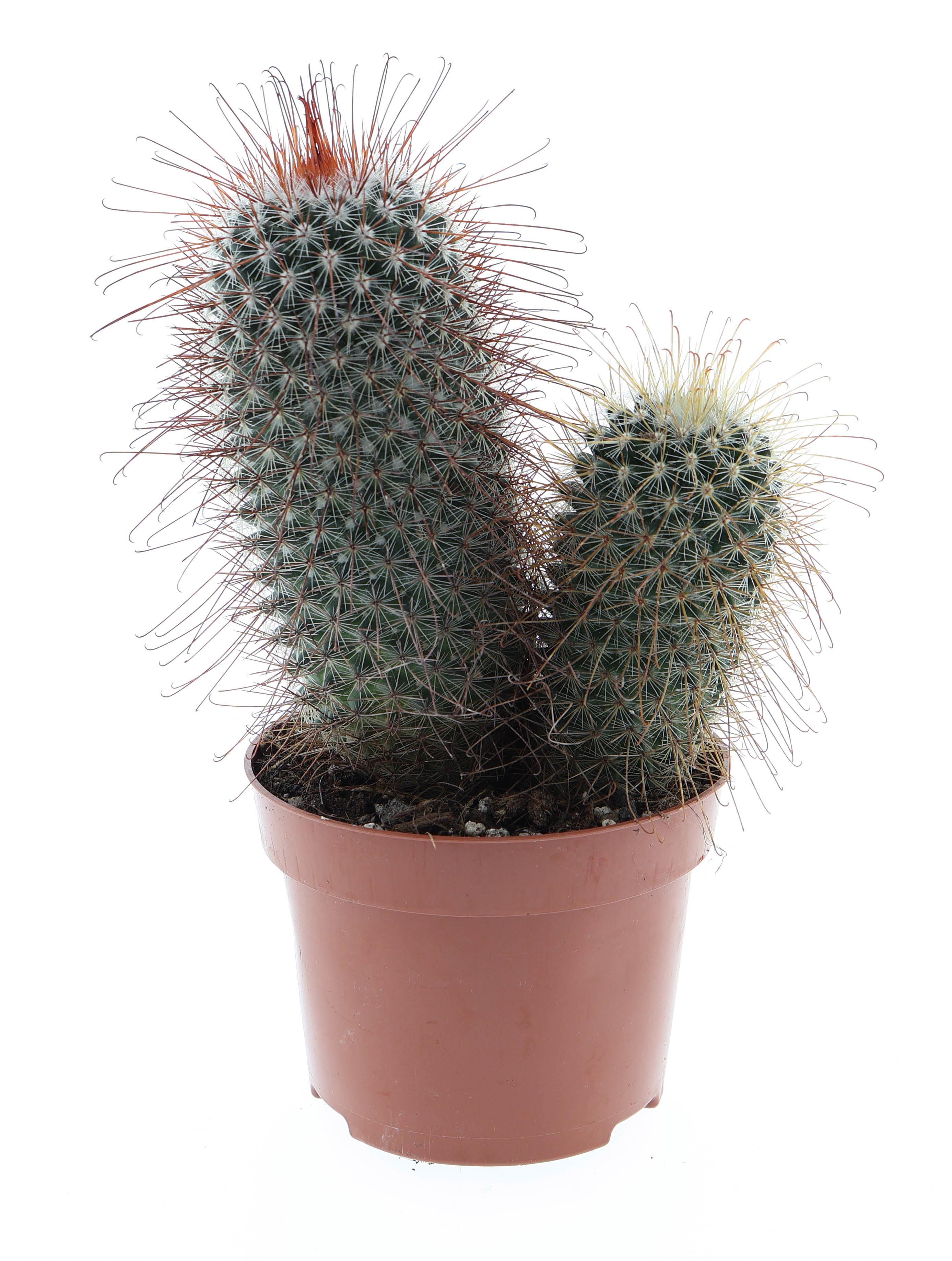 Горшечные цветы и растения оптом Mammillaria Pringley Dubbel от 6шт из Голландии с доставкой по России