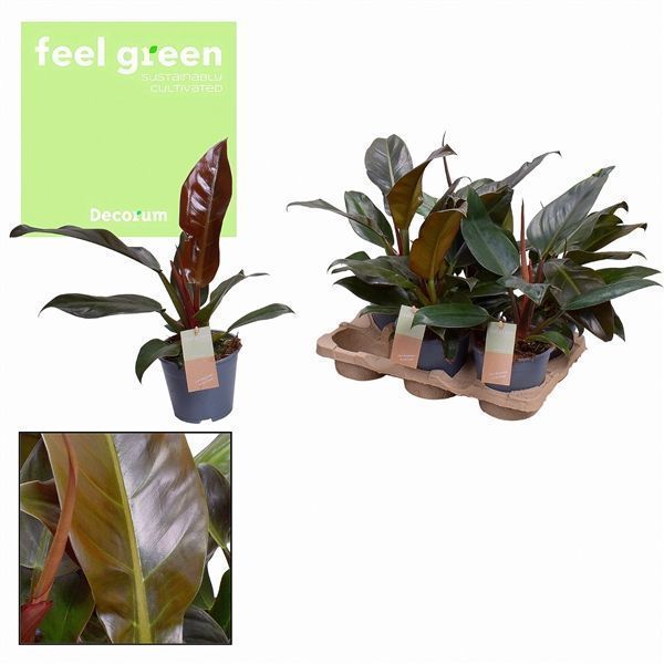 Горшечные цветы и растения оптом Philodendron Imperial Red Feel Green (decorum) от 6шт из Голландии с доставкой по России