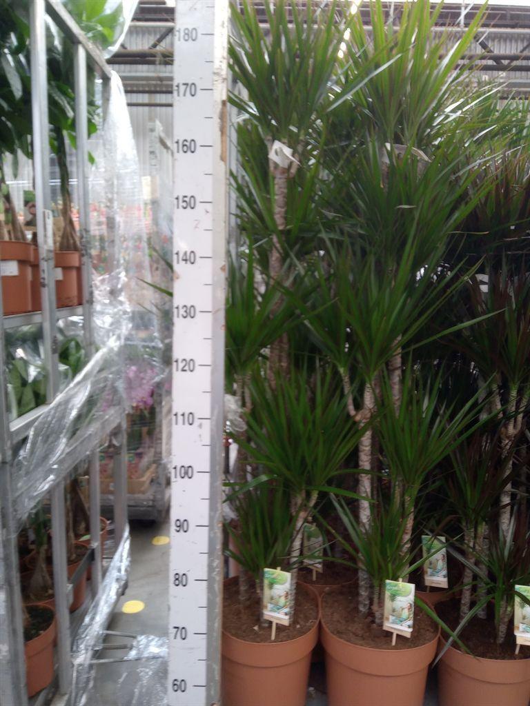 Горшечные цветы и растения оптом Dracaena Marg. от 1шт из Голландии с доставкой по России