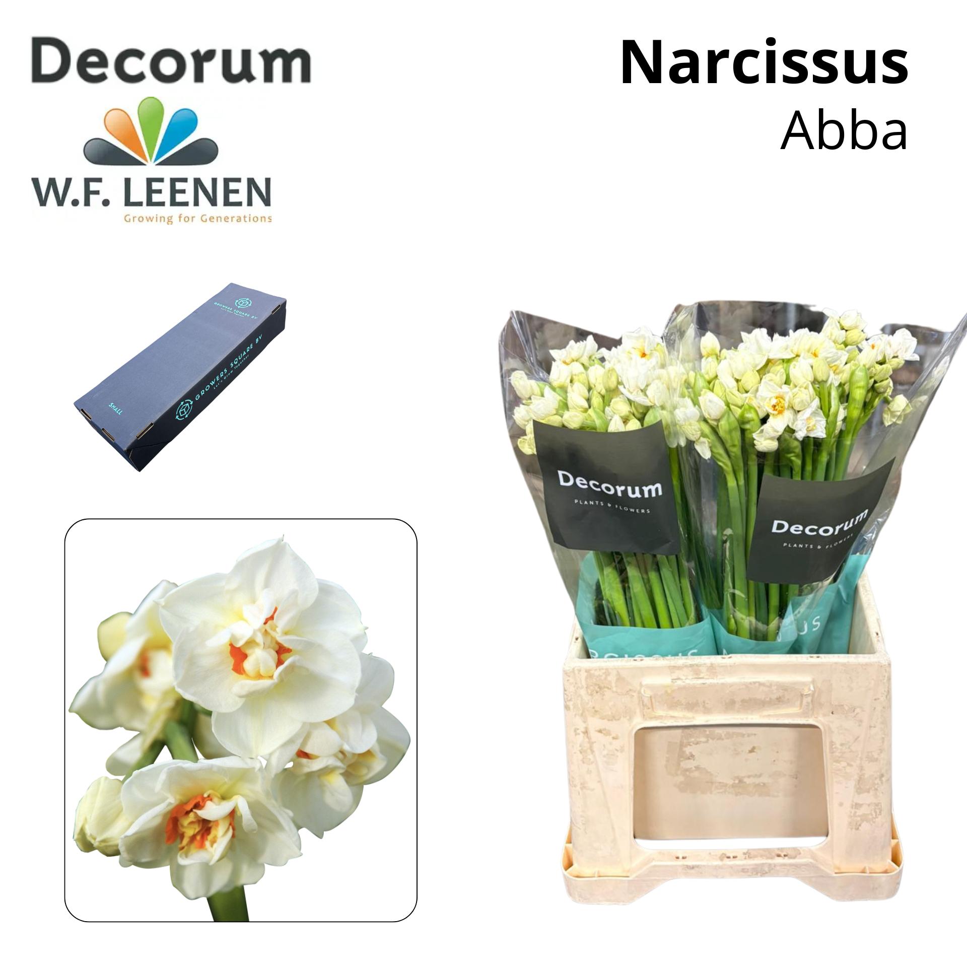 Срезанные цветы оптом Narcissus sp abba in box от 100шт из Голландии с доставкой по России