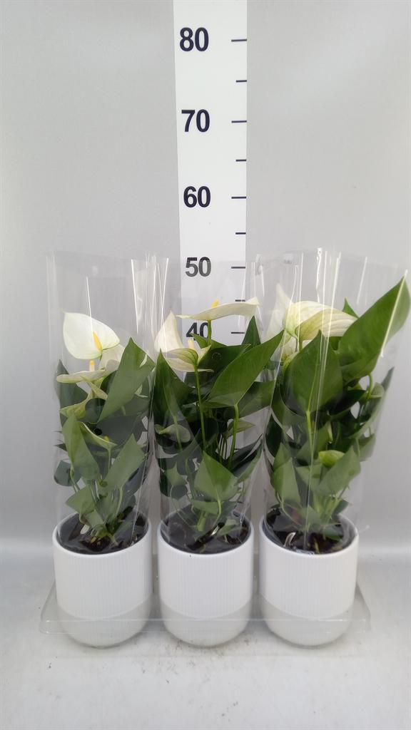 Горшечные цветы и растения оптом Anthurium karma White от 3шт из Голландии с доставкой по России