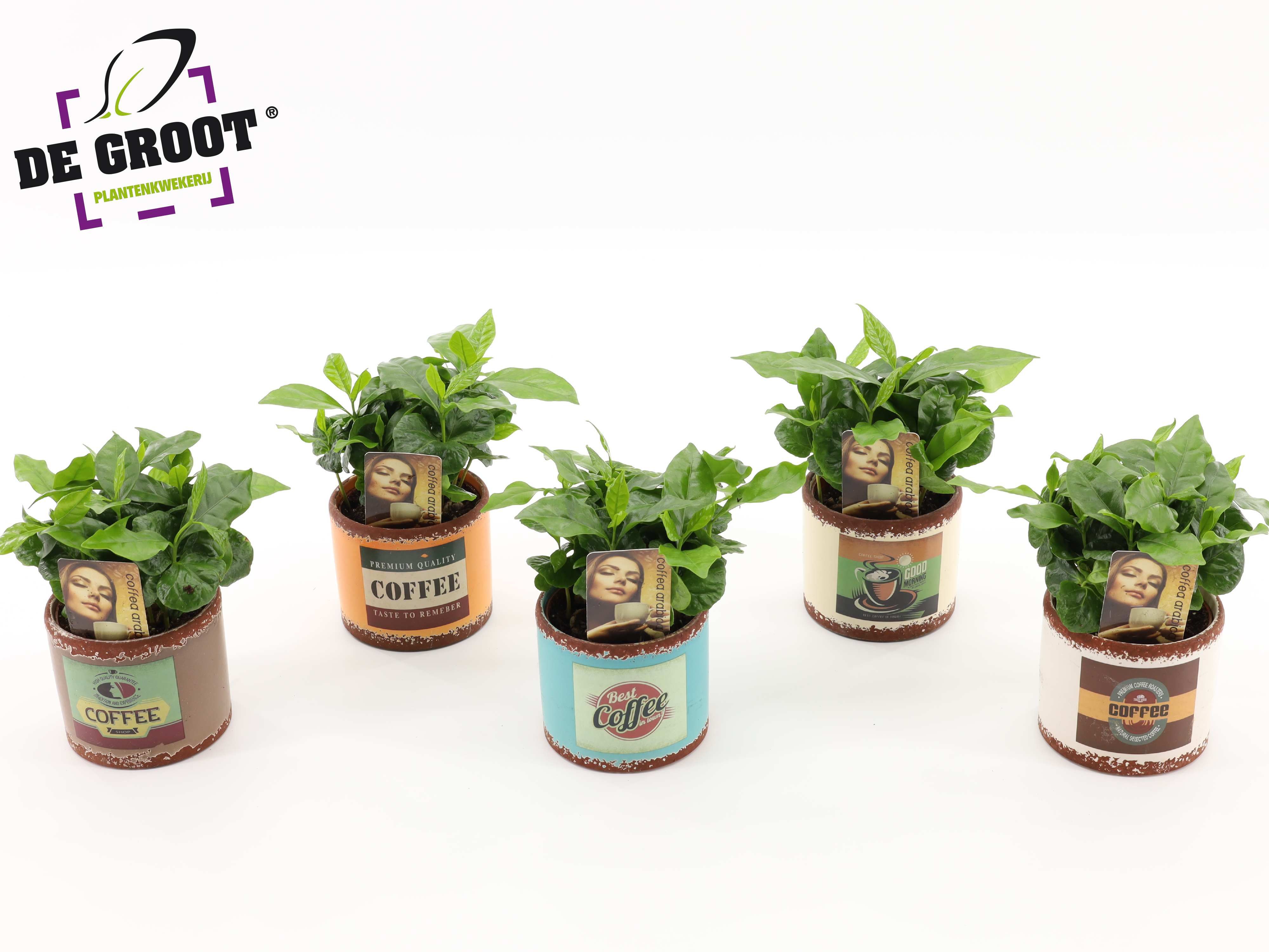 Горшечные цветы и растения оптом Coffea Arabica In Ceramic от 8шт (для телеги) из Голландии с доставкой по России