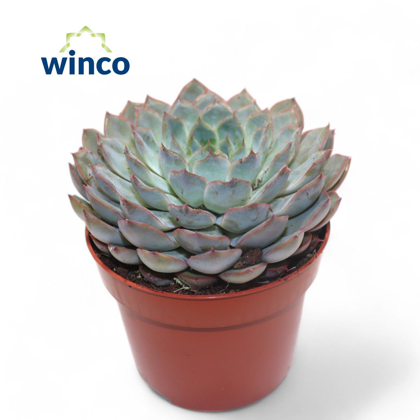 Горшечные цветы и растения оптом Echeveria Pink Edge от 8шт из Голландии с доставкой по России