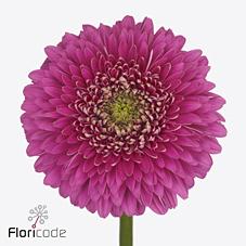 Срезанные цветы оптом Gerbera magic ball от 50шт из Голландии с доставкой по России