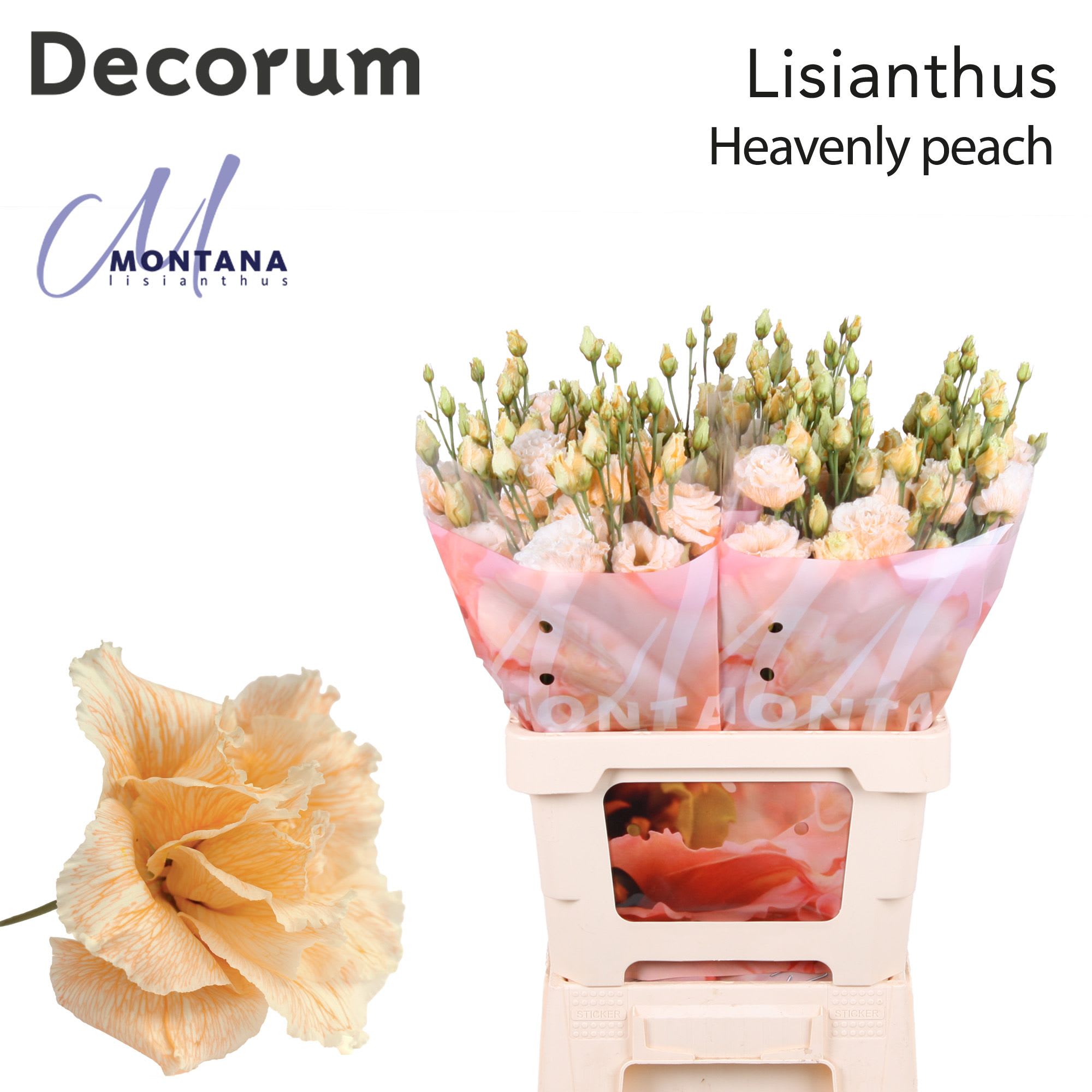 Срезанные цветы оптом Lisianthus do paint heavenly peach от 20шт из Голландии с доставкой по России