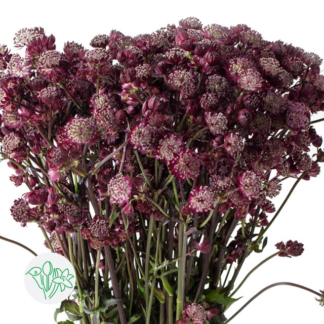 Срезанные цветы оптом Astrantia star of love A от 100шт из Голландии с доставкой по России