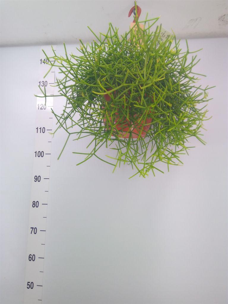 Горшечные цветы и растения оптом Rhipsalis Heteroclada от 1шт из Голландии с доставкой по России