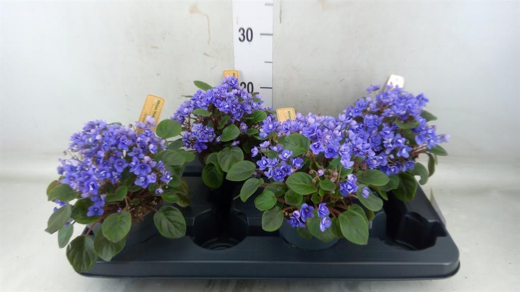 Горшечные цветы и растения оптом Saintpaulia ... от 4шт (для телеги) из Голландии с доставкой по России Горшечные цветы и растения оптом Saintpaulia ... от 4шт (для телеги) из Голландии с доставкой по России