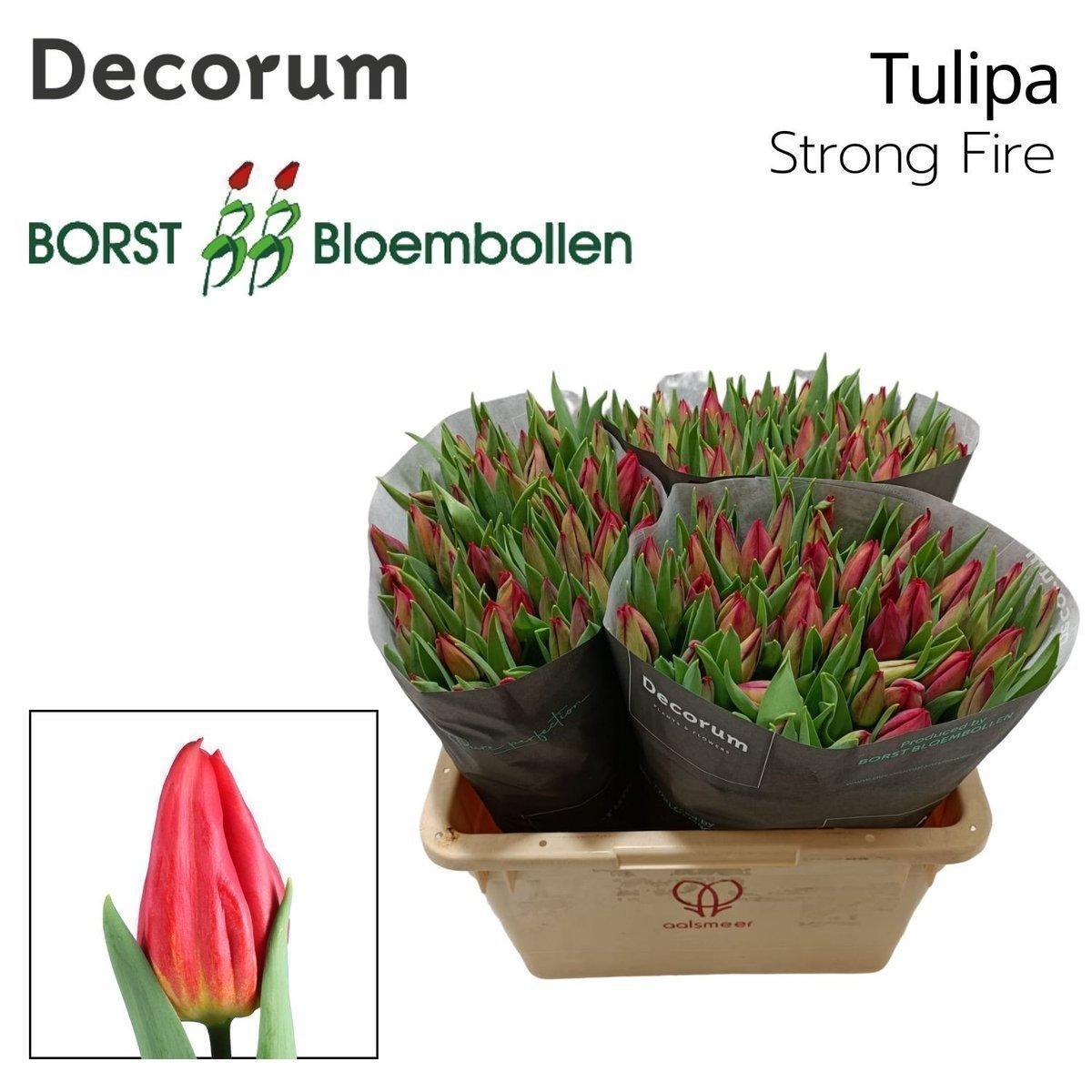 Срезанные цветы оптом Tulipa si strong fire от 150шт из Голландии с доставкой по России